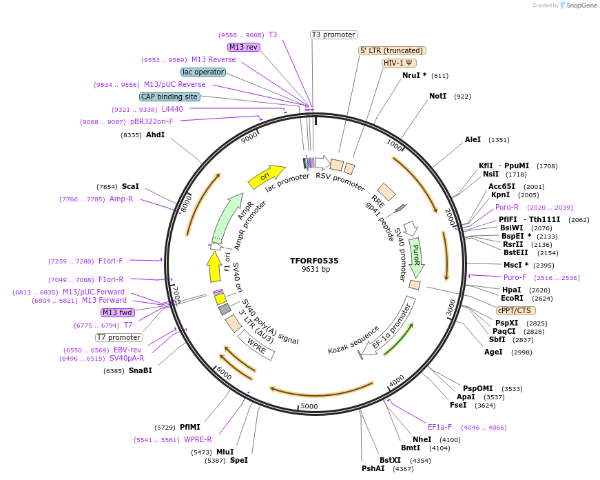141637-plasmid-map-sequence-id-408842