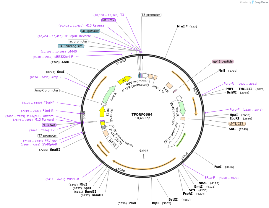 141661-plasmid-map-sequence-id-408844