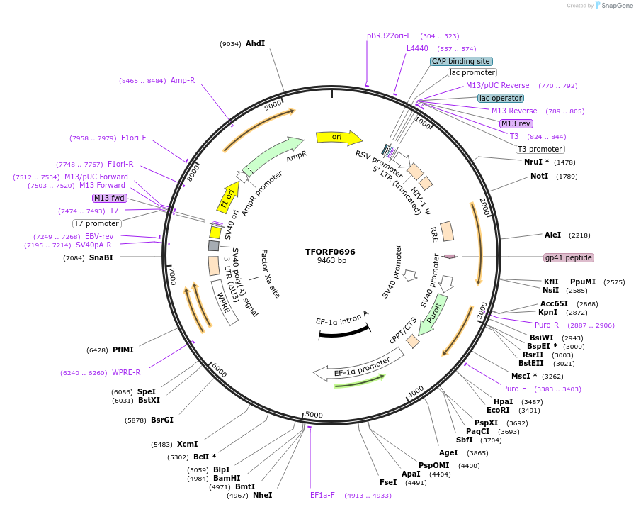 141665-plasmid-map-sequence-id-408845