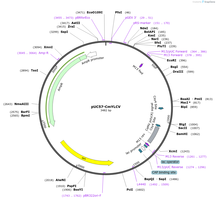 205245-plasmid-map-sequence-id-408849