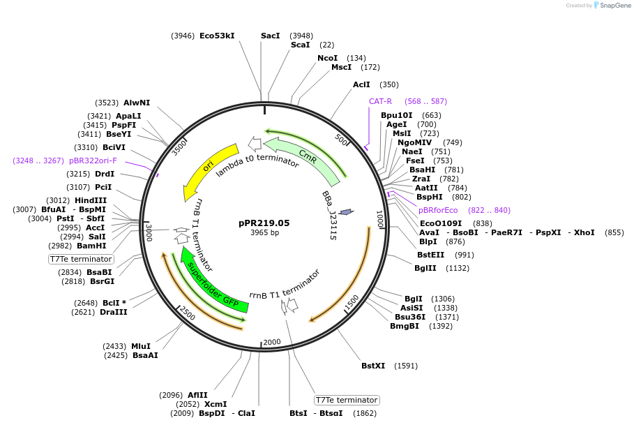 78554-plasmid-map-sequence-id-408852