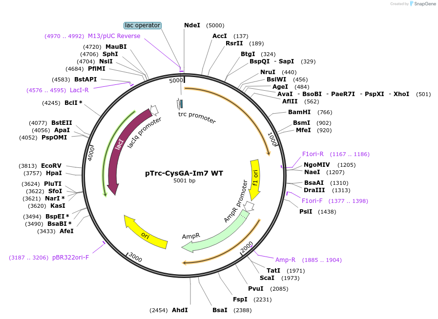 201081-plasmid-map-sequence-id-408855