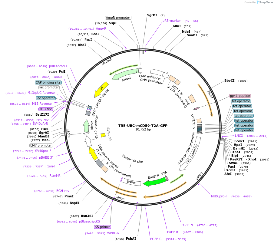 205451-plasmid-map-sequence-id-408859