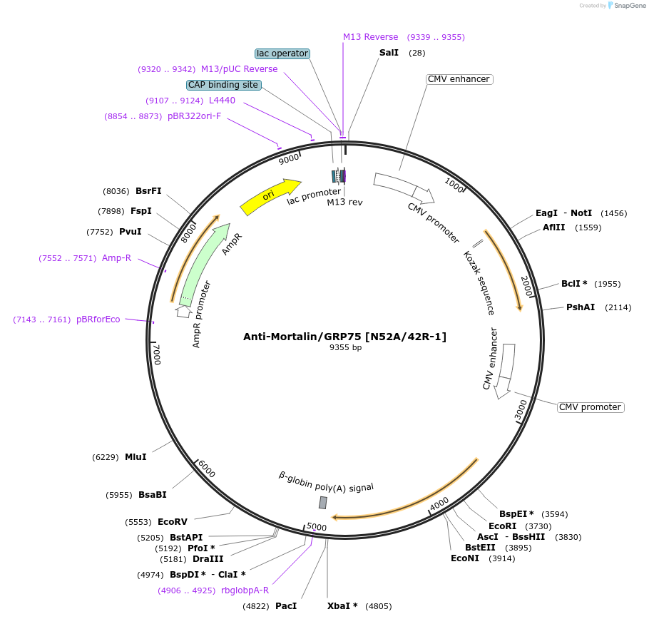 206713-plasmid-map-sequence-id-408877