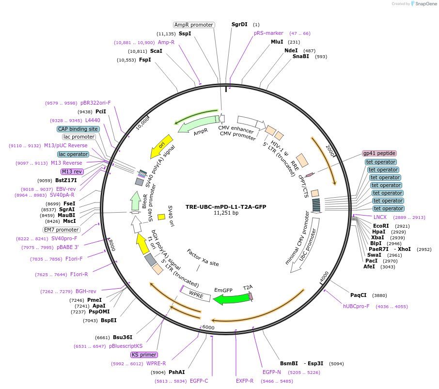 205455-plasmid-map-sequence-id-408878