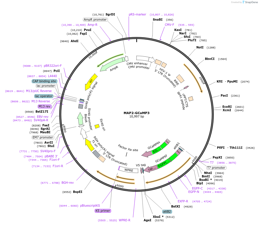 43917-plasmid-map-sequence-id-408879