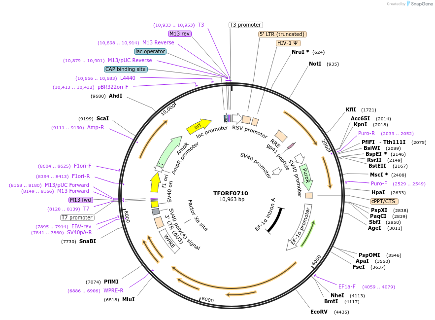 141670-plasmid-map-sequence-id-408884