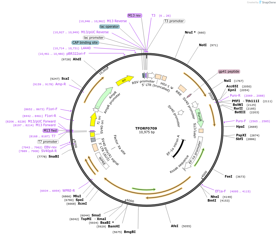 141669-plasmid-map-sequence-id-408887