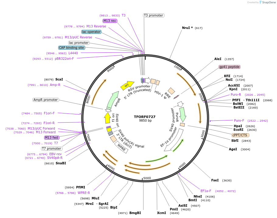 141674-plasmid-map-sequence-id-408893