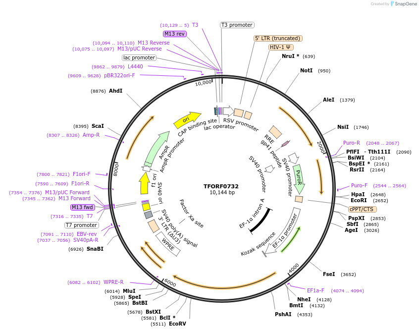 141675-plasmid-map-sequence-id-408894