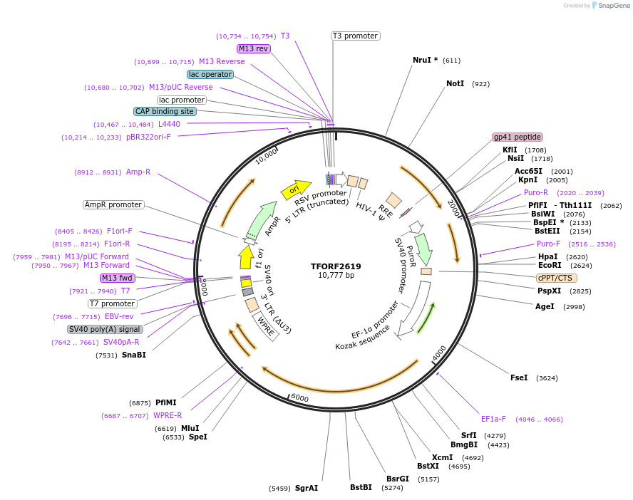 144343-plasmid-map-sequence-id-408897