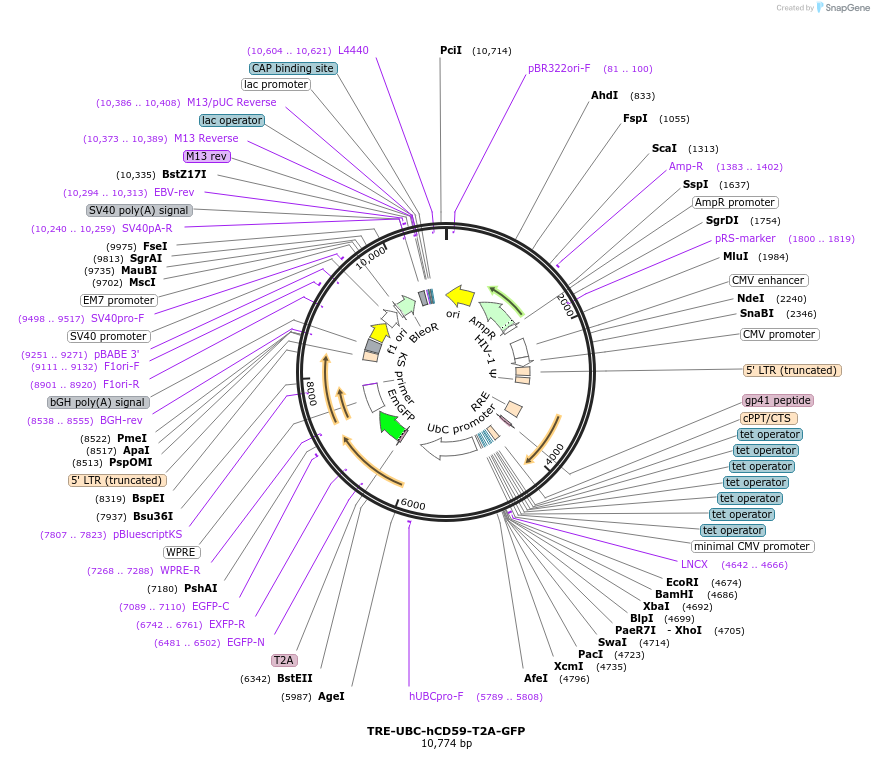 205460-plasmid-map-sequence-id-408910