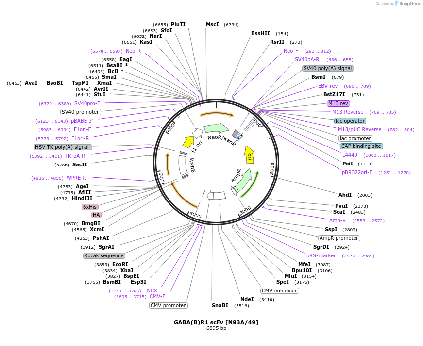 206731-plasmid-map-sequence-id-408911