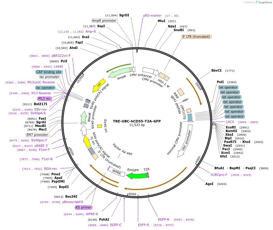 205459-plasmid-map-sequence-id-408915