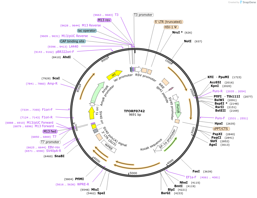 141679-plasmid-map-sequence-id-408918