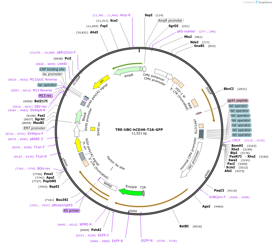 205457-plasmid-map-sequence-id-408919