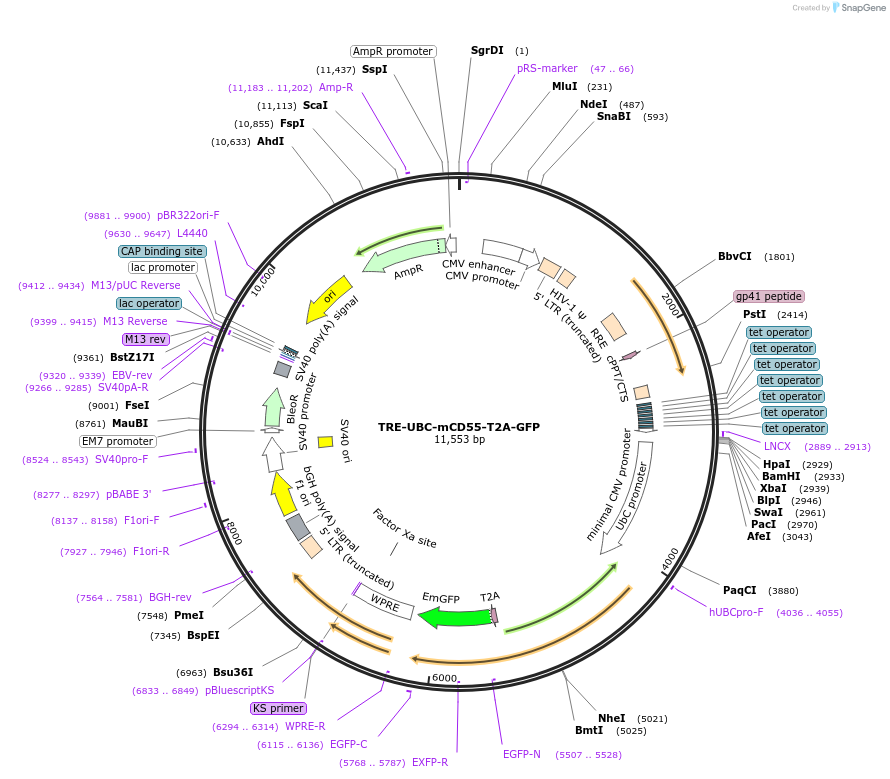 205450-plasmid-map-sequence-id-408923