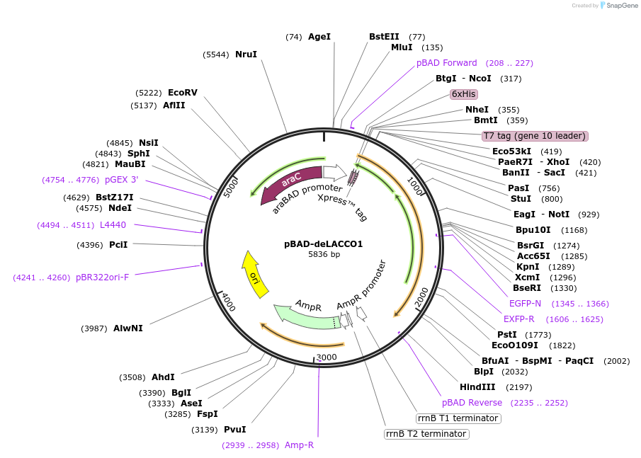 208018-plasmid-map-sequence-id-408924