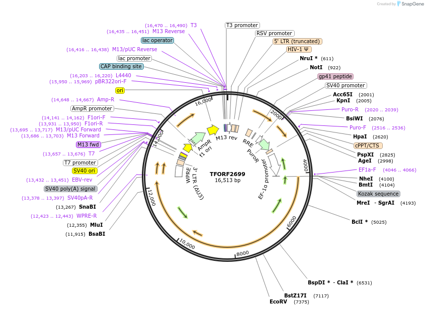 144349-plasmid-map-sequence-id-408931