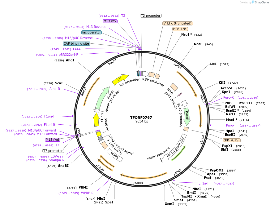 141691-plasmid-map-sequence-id-408933