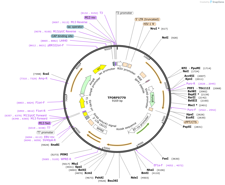 141693-plasmid-map-sequence-id-408934