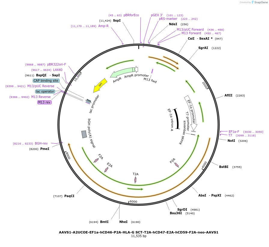 205443-plasmid-map-sequence-id-408942
