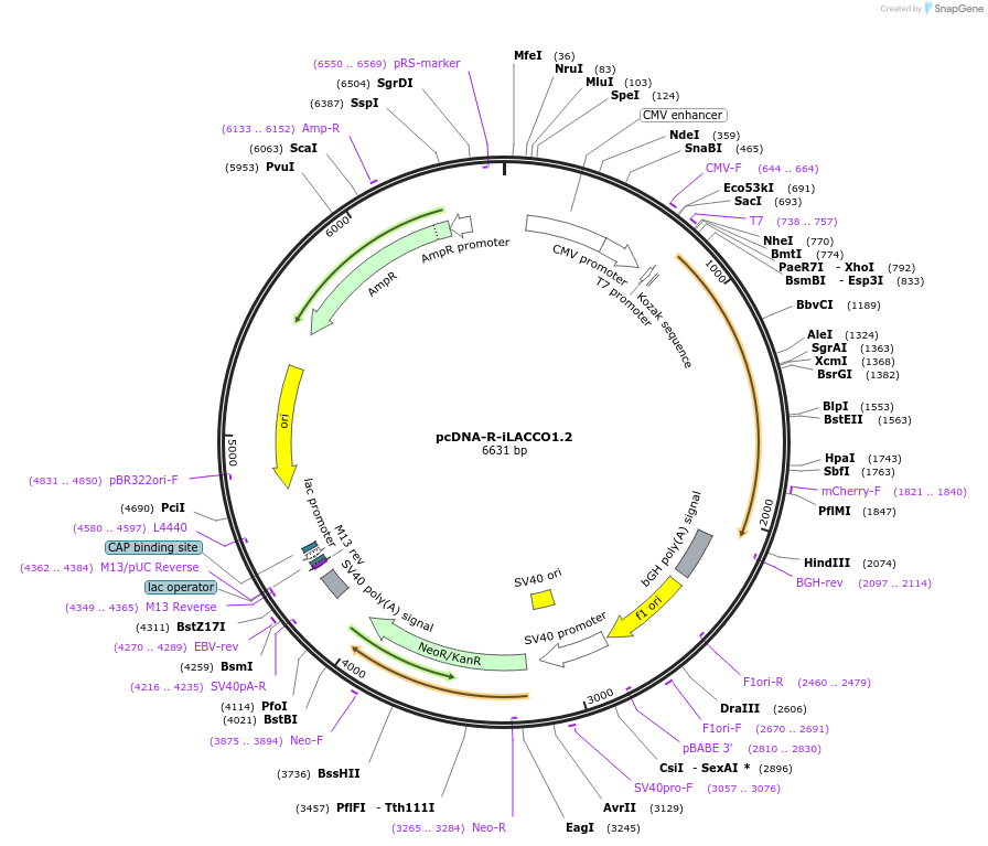 208027-plasmid-map-sequence-id-408944