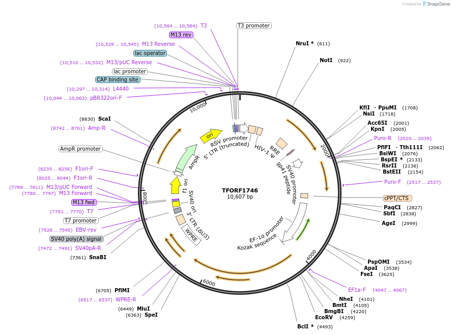 143972-plasmid-map-sequence-id-408956