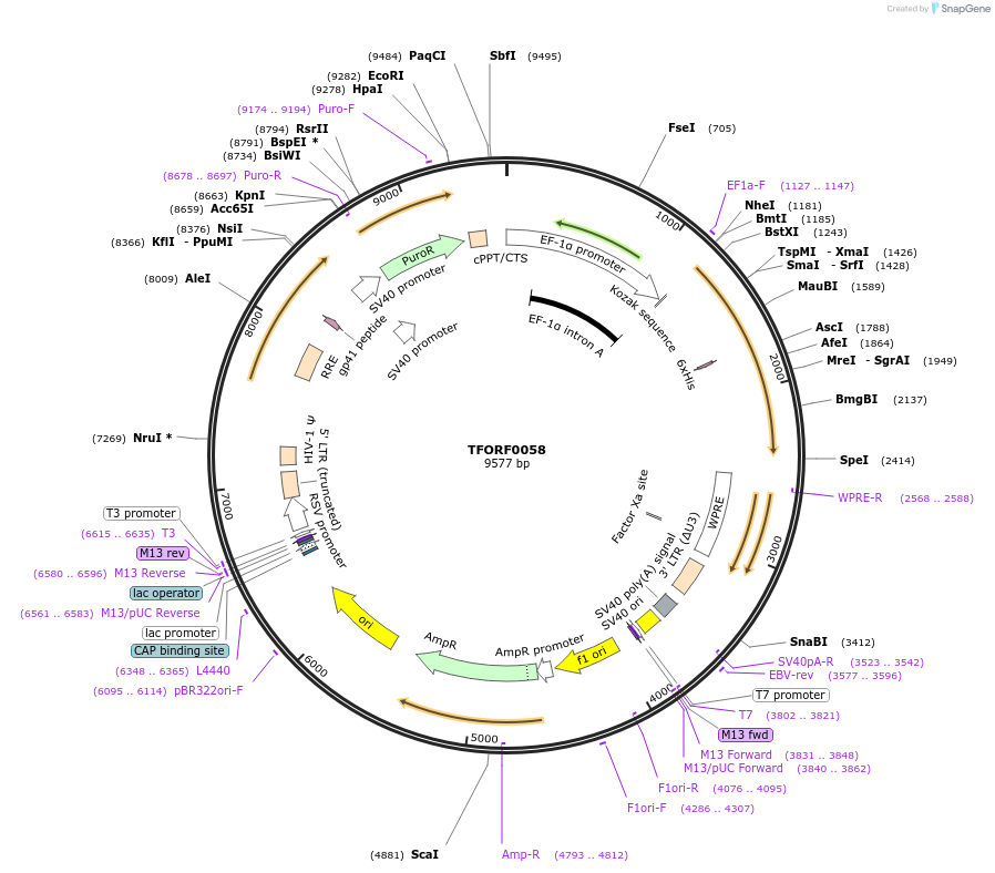 143007-plasmid-map-sequence-id-408960