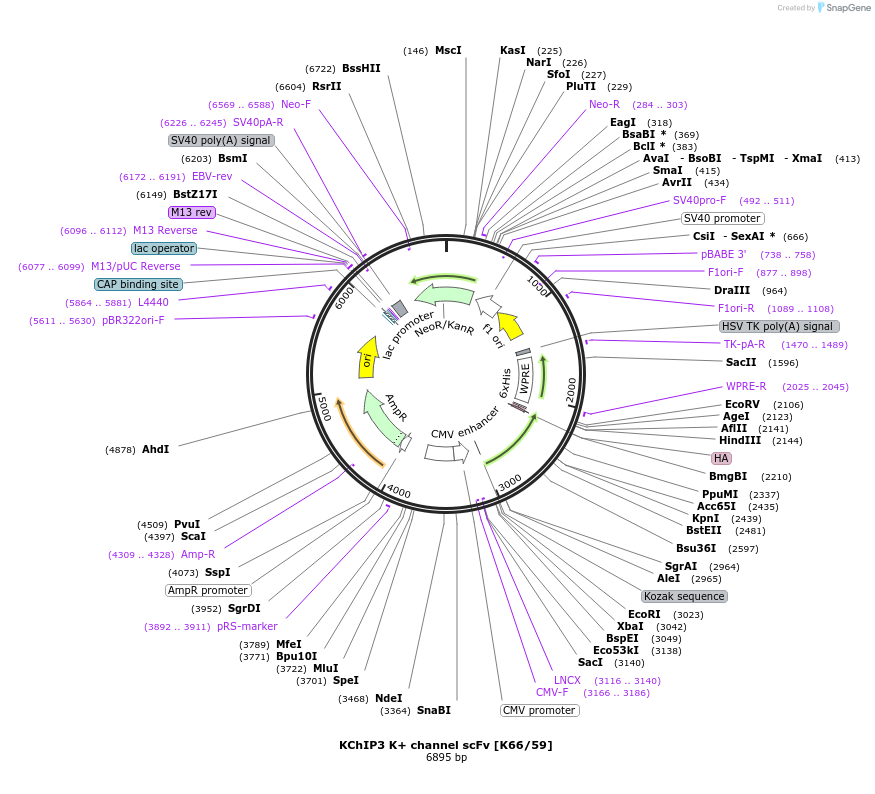 206762-plasmid-map-sequence-id-408962