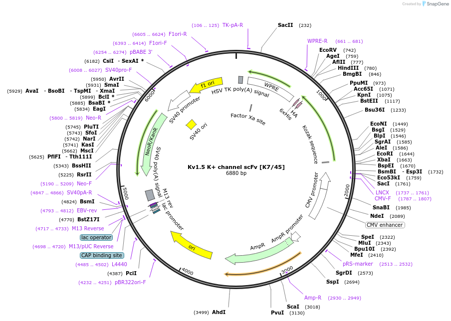 206730-plasmid-map-sequence-id-408963