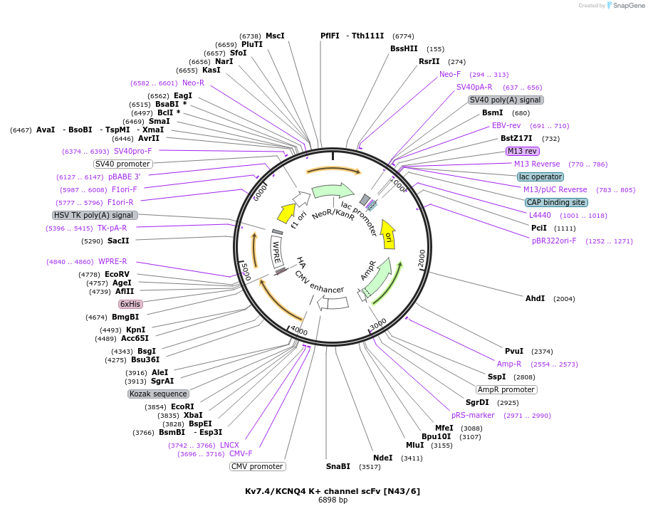 206733-plasmid-map-sequence-id-408966