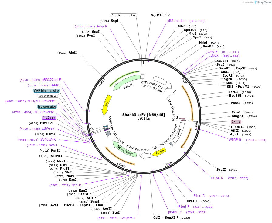 206727-plasmid-map-sequence-id-408967