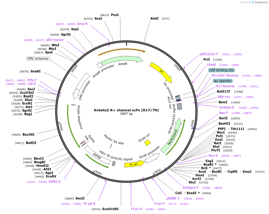206729-plasmid-map-sequence-id-408973