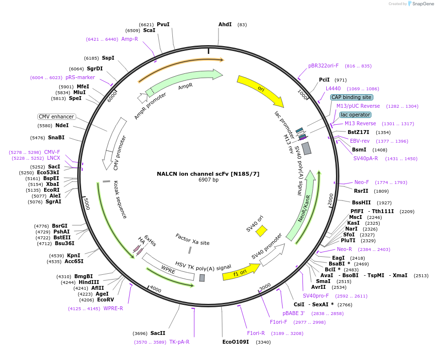 206721-plasmid-map-sequence-id-408974