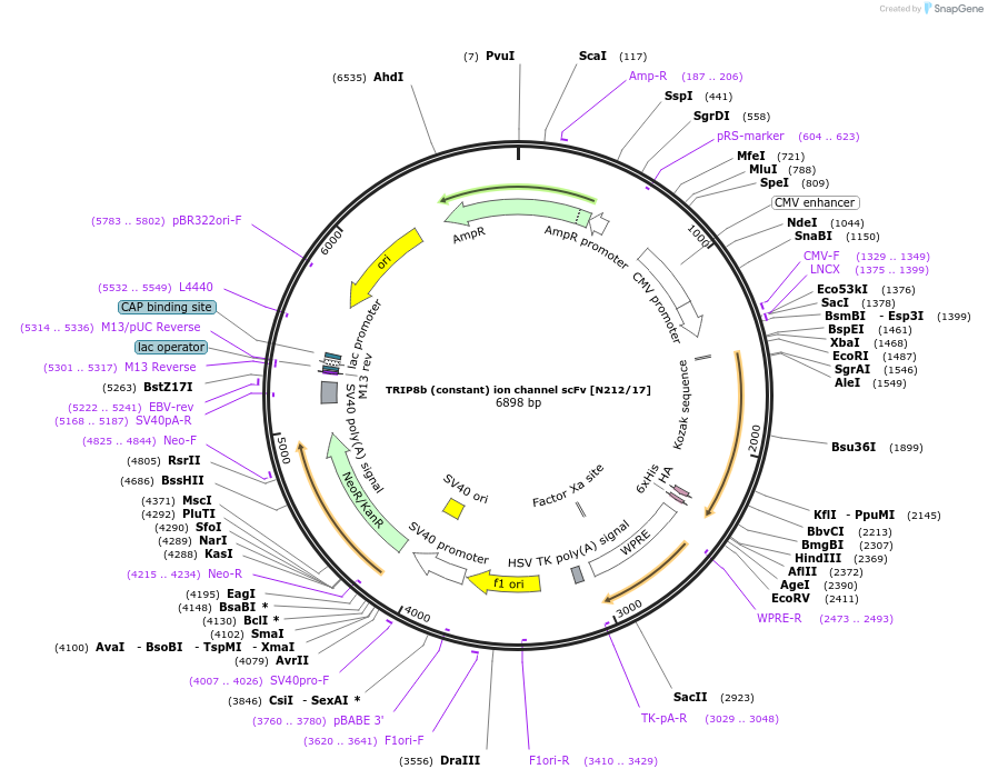 206725-plasmid-map-sequence-id-408975