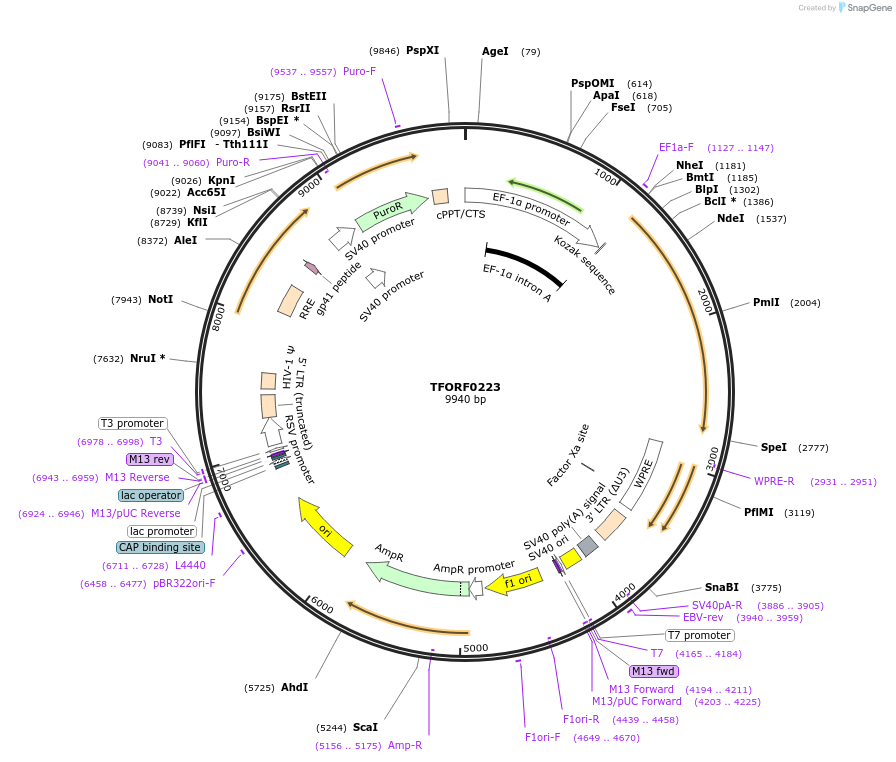 143016-plasmid-map-sequence-id-408979