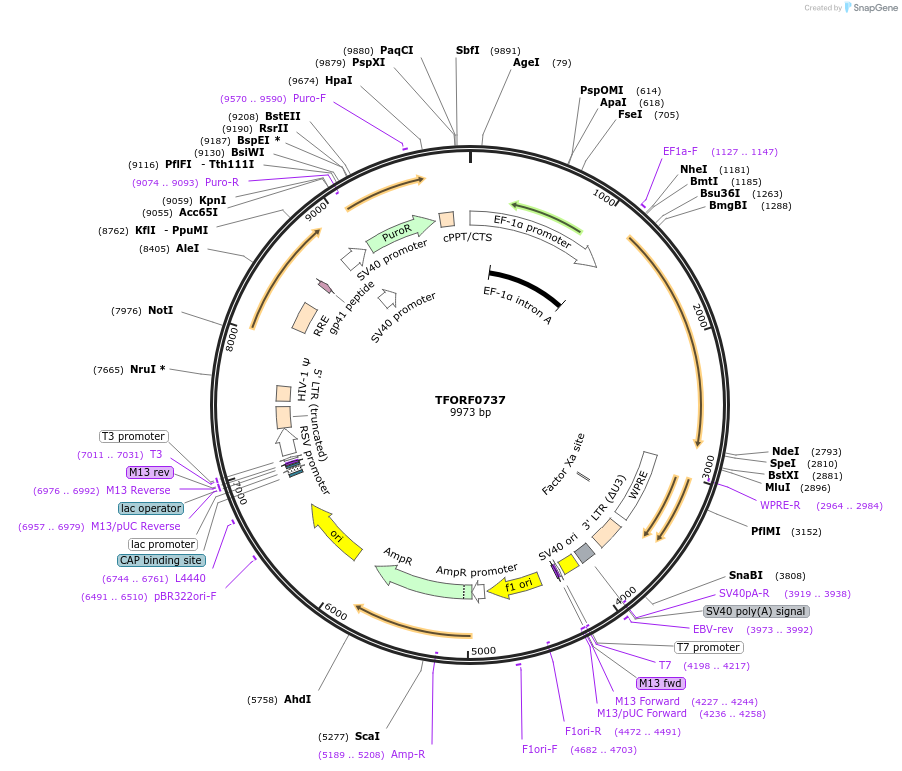 143072-plasmid-map-sequence-id-408982