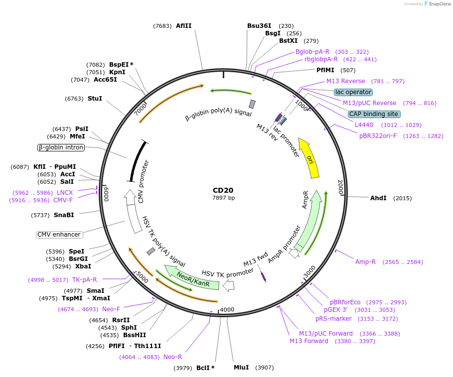 1890-plasmid-map-sequence-id-408986