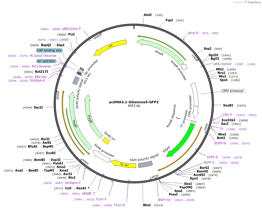 166777-plasmid-map-sequence-id-408989