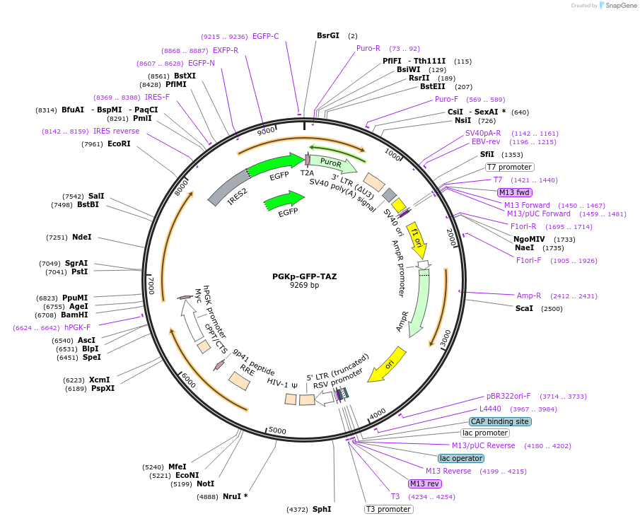 174176-plasmid-map-sequence-id-408990