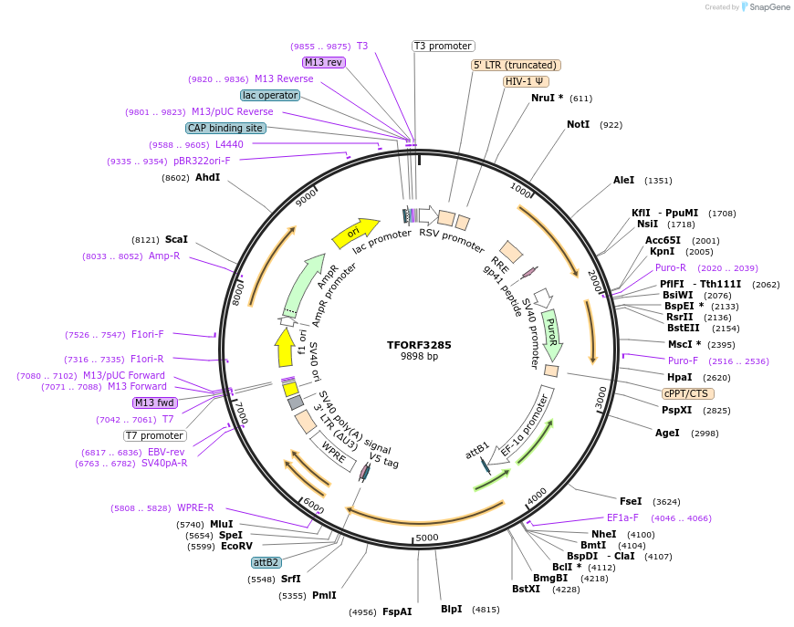 144761-plasmid-map-sequence-id-409017