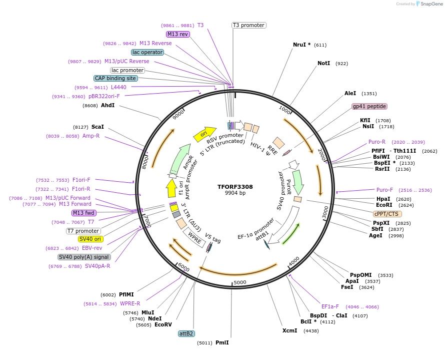 144784-plasmid-map-sequence-id-409021