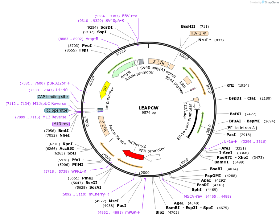 205673-plasmid-map-sequence-id-409025