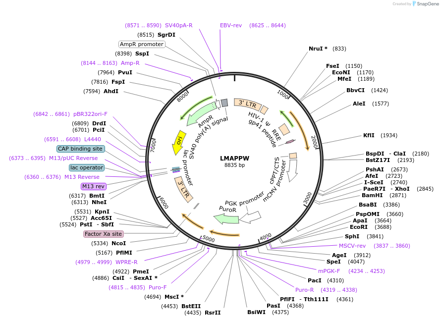 205657-plasmid-map-sequence-id-409026