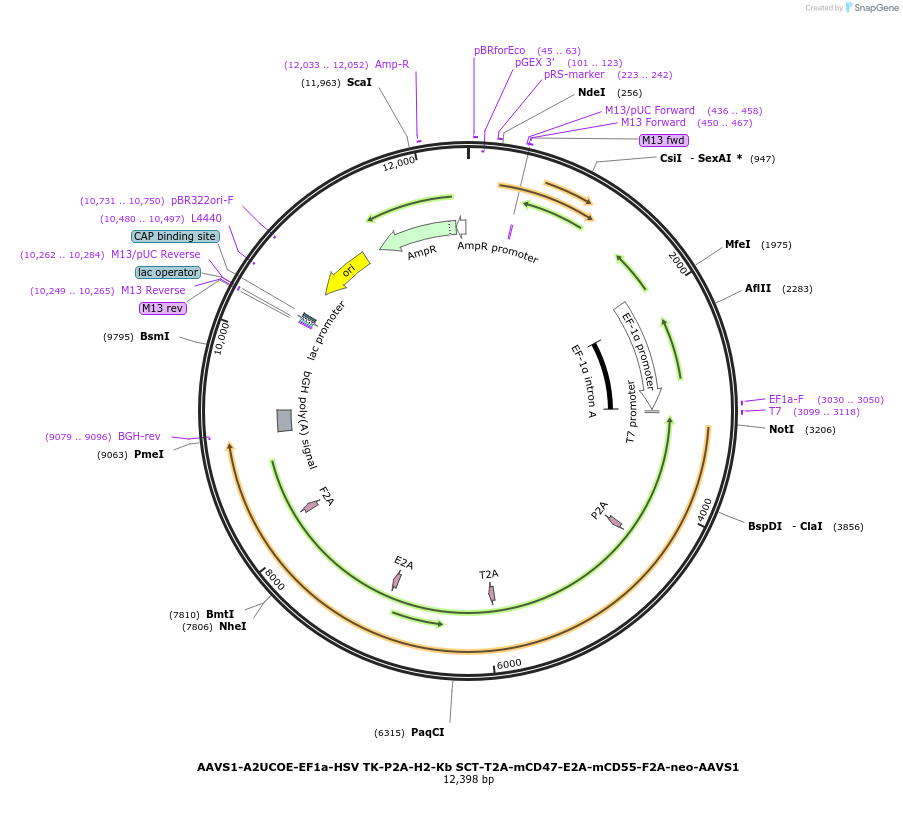 205446-plasmid-map-sequence-id-409030