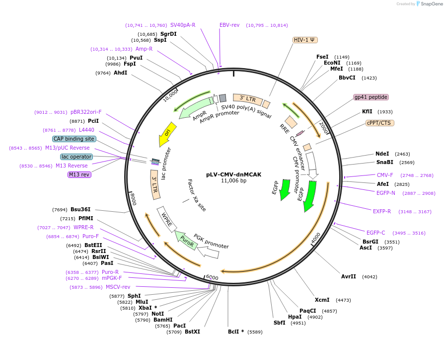 205993-plasmid-map-sequence-id-409032