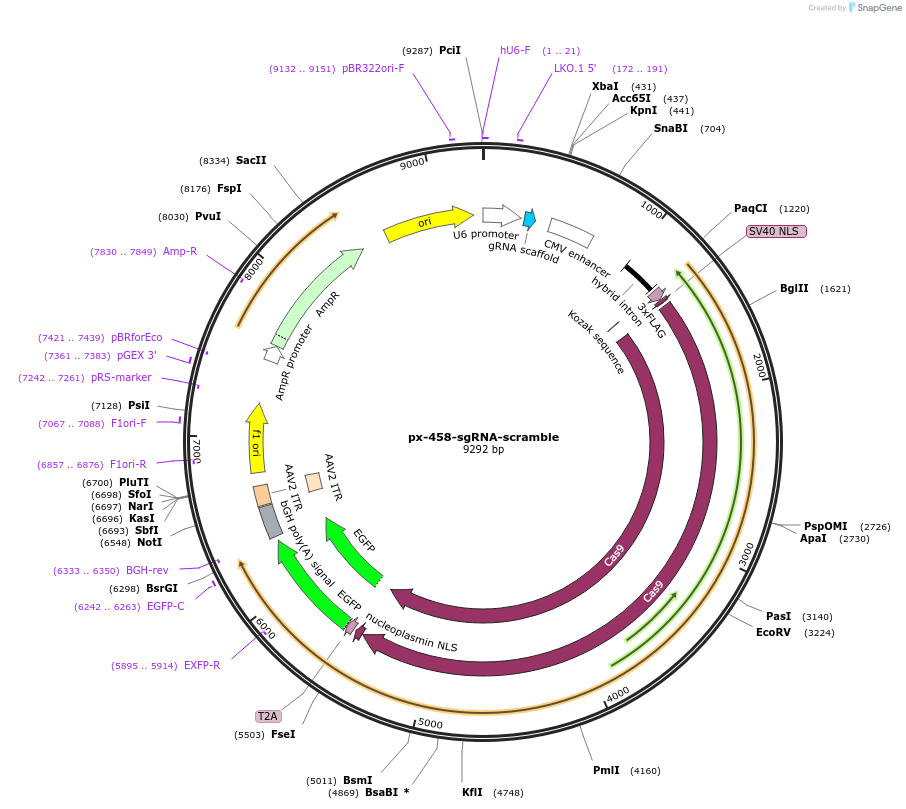 206924-plasmid-map-sequence-id-409035