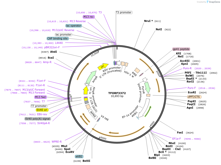 144848-plasmid-map-sequence-id-409036