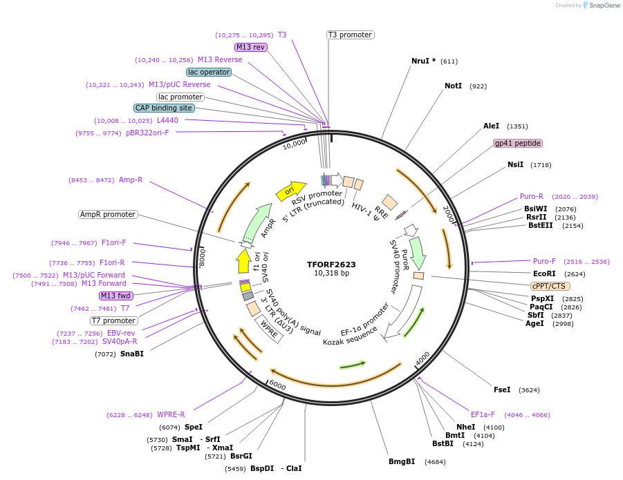 144053-plasmid-map-sequence-id-409038